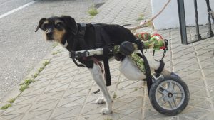 7_2-barrio-perro-muñoveros