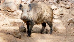 La provincia contará este año con una única zona de baño autorizada 2 05-2-jabali