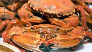 Los segovianos gastan una media de 200 euros en la cena de Nochebuena 2 05 1kama comida marisco navidad dsf2825