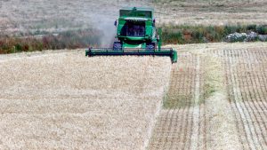 10-1kama_Cosecha-Trigo-Alcazar-Catedral_KAM0254