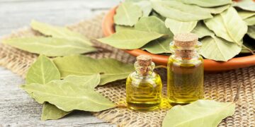 El laurel: el mejor aliado contra estas enfermedades (la lista definitiva)