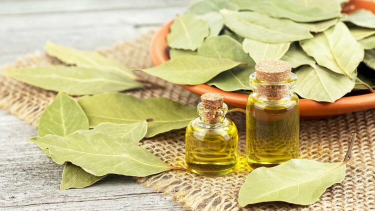 El laurel: el mejor aliado contra estas enfermedades (la lista definitiva)