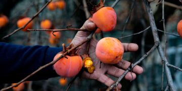 Elimina los pesticidas de las frutas: este es el truco definitivo