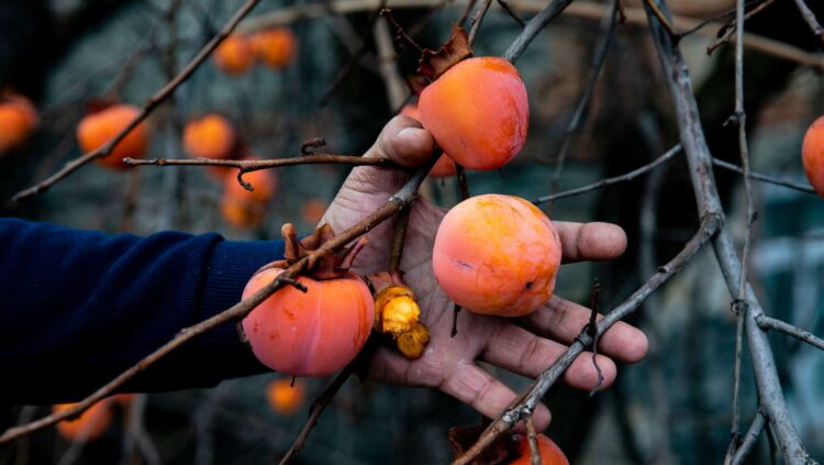 Elimina los pesticidas de las frutas: este es el truco definitivo 1 Elimina los pesticidas de las frutas: este es el truco definitivo