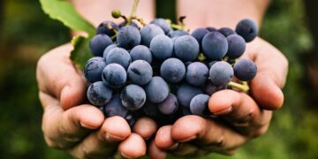 Cómo lavar las uvas para eliminar la suciedad y los pesticidas, según dos expertos