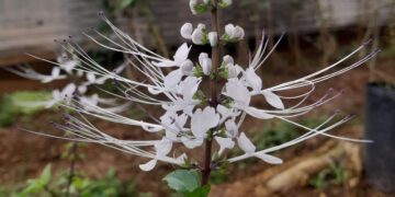 Limpiar tus riñones en casa es fácil con esta especial infusión