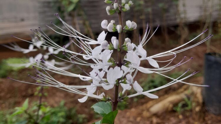 Limpiar tus riñones en casa es fácil con esta especial infusión