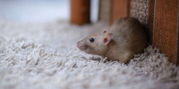 Acaba con las ratas en tu hogar: estas son las plantas más efectivas para que no aparezcan