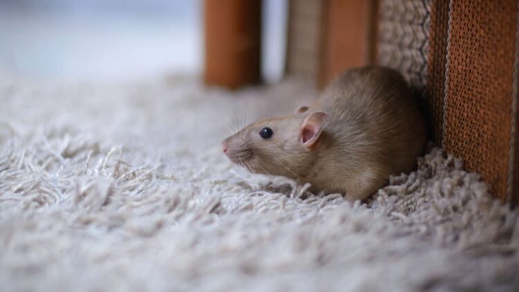 Acaba con las ratas en tu hogar: estas son las plantas más efectivas para que no aparezcan