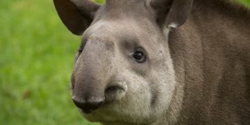 El mamífero continental más grande ha reaparecido después de más de 100 años y los científicos lo califican de evento histórico