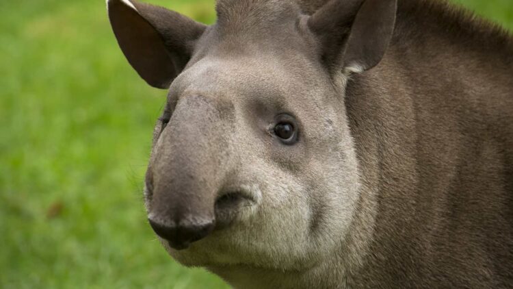 El mamífero continental más grande ha reaparecido después de más de 100 años y los científicos lo califican de evento histórico