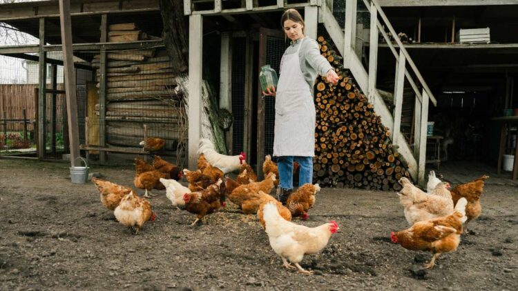 Evita multas: esta es la sanción que tendrás que pagar si no legalizas tu corral d autoconsumo