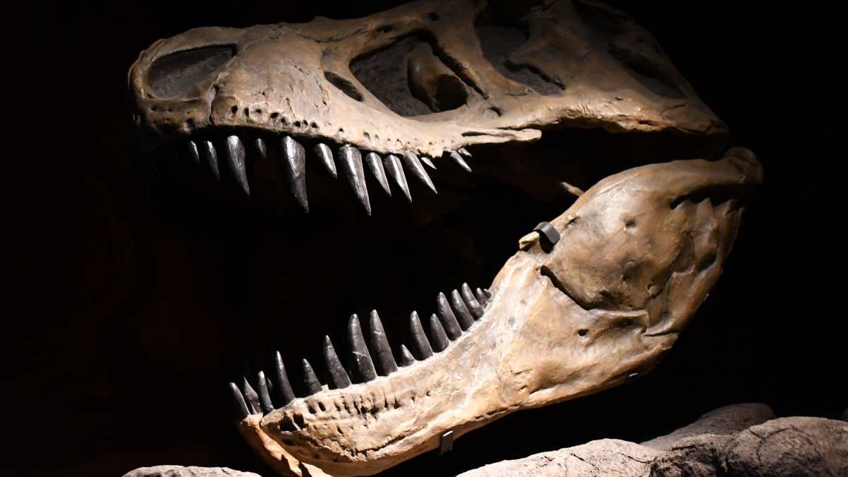 Confirmado: científicos dicen conocer el origen de los dinosaurios
