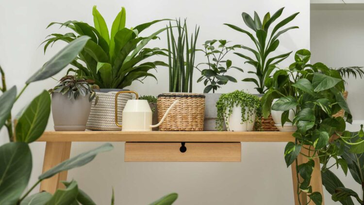 El ingrediente de cocina que hará que tus plantas florezcan más sanas 1 El ingrediente de cocina que hará que tus plantas florezcan más sanas