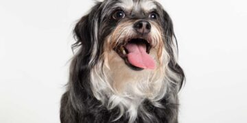 Un experto lo confirma: este es el problema de salud que podría tener tu perro si tiene la lengua fuera