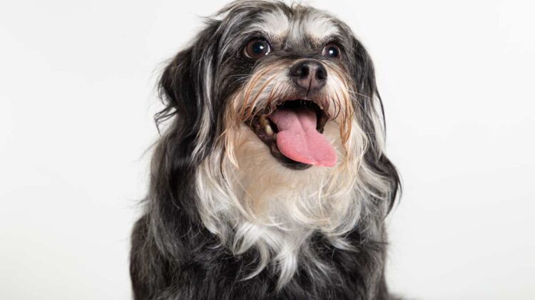 Un experto lo confirma: este es el problema de salud que podría tener tu perro si tiene la lengua fuera