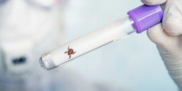 Oficial: cuidado con el nuevo virus que afecta a humanos y que lo transmite este insecto