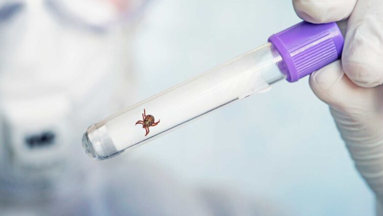 Oficial: cuidado con el nuevo virus que afecta a humanos y que lo transmite este insecto