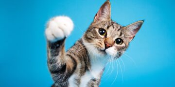 Cómo hablar con tu gato: un estudio científico revela este sencillo truco para que te entienda