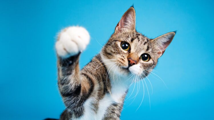 Cómo hablar con tu gato: un estudio científico revela este sencillo truco para que te entienda