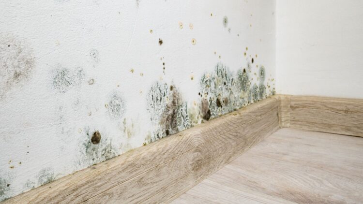 Adiós a la humedad en la pared: así puedes eliminarla de forma sencilla