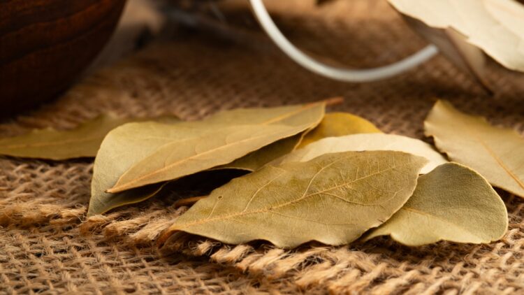 Todos los beneficios del laurel: podrás combatir estas enfermedades