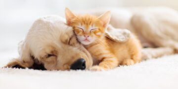 Te puedes deducir los gastos de tu mascota si cumples estos requisitos.