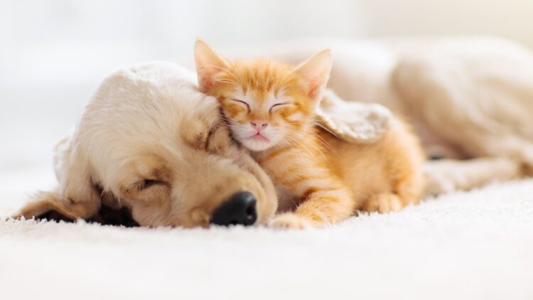 Te puedes deducir los gastos de tu mascota si cumples estos requisitos.