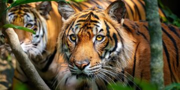 Animales en peligro de extinción