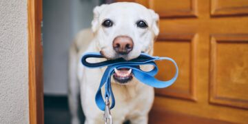 Los veterinarios dicen que deben salir este número de veces cada día.