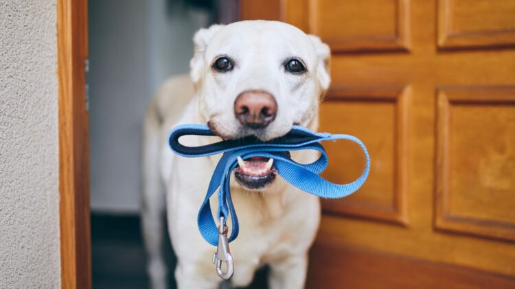 Los veterinarios dicen que deben salir este número de veces cada día.