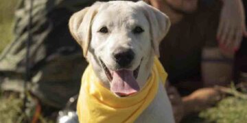 ¿Perros con lazos amarillos? Sirve para comunicarse y en Dinamarca y Reino Unido es muy habitual