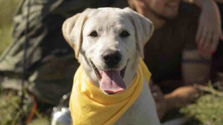 ¿Perros con lazos amarillos? Sirve para comunicarse y en Dinamarca y Reino Unido es muy habitual