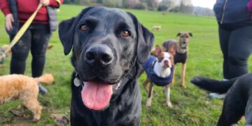 La lista de los 10 perros mas inteligentes