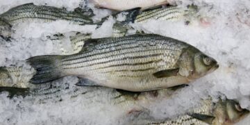 Los pescados mas saludables