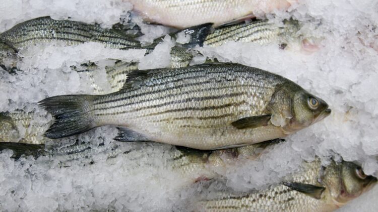 Los pescados mas saludables