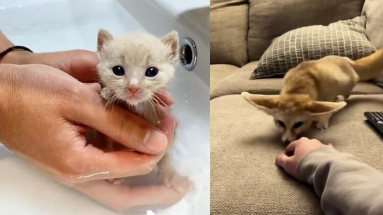 Rescata un gato en la calle, pero cuando crece descubre que no era lo que pensaba.