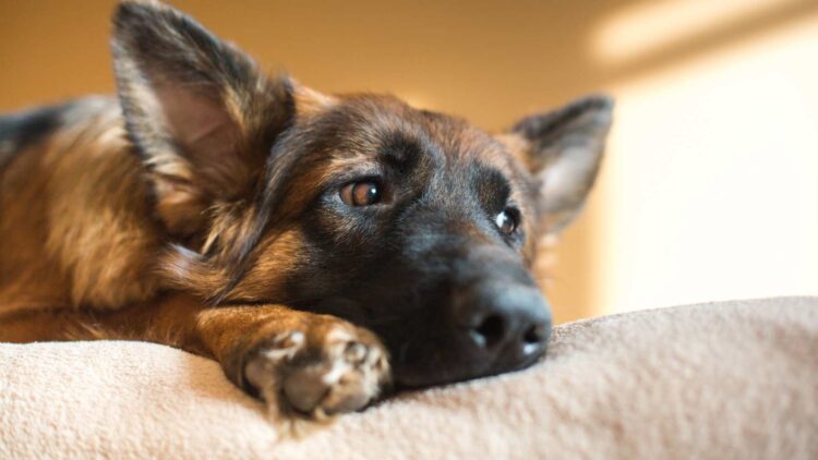 Descubre los sorprendentes beneficios de tener mascotas en casa, según los estudios científicos 1 Descubre los sorprendentes beneficios de tener mascotas en casa, según los estudios científicos