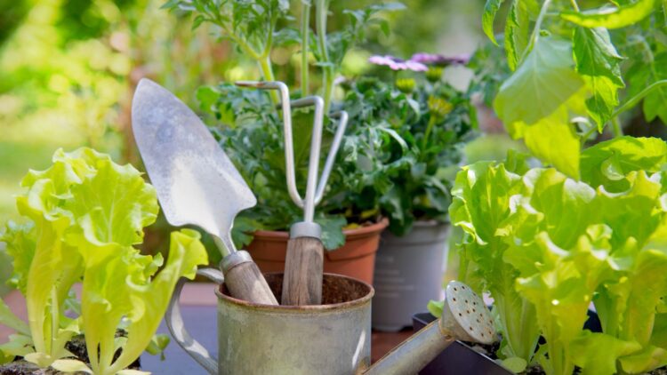 El huerto en casa: estas son las mejores opciones para plantar si no tienes mucho tiempo.