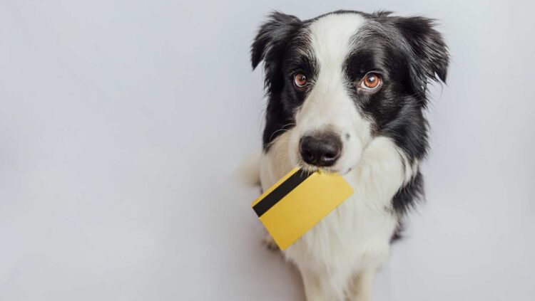 Si tienes mascota, quizás estés de suerte: Hacienda confirma a qué deducciones tienes derecho 1 Si tienes mascota, quizás estés de suerte: Hacienda confirma a qué deducciones tienes derecho