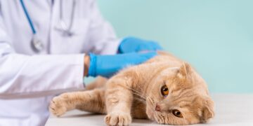 La nueva Ley del Medicamento pone en riesgo la vida de tu mascota.