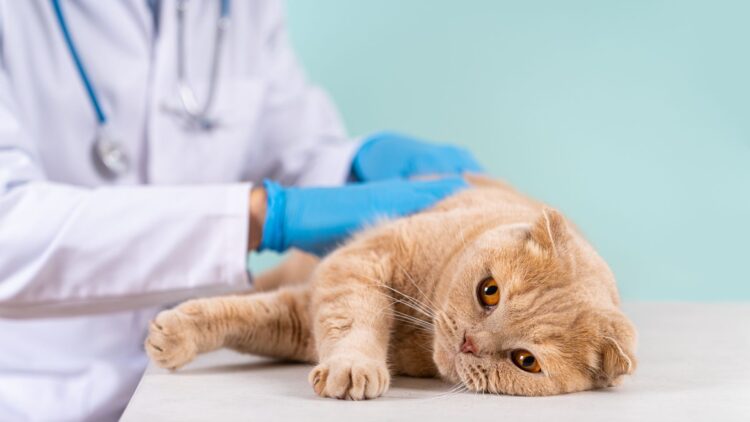 La nueva Ley del Medicamento pone en riesgo la vida de tu mascota.