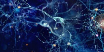 Confirmado: el Hospital del Mar descubre cómo las neuronas almacenan los recuerdos en nuestro cerebro