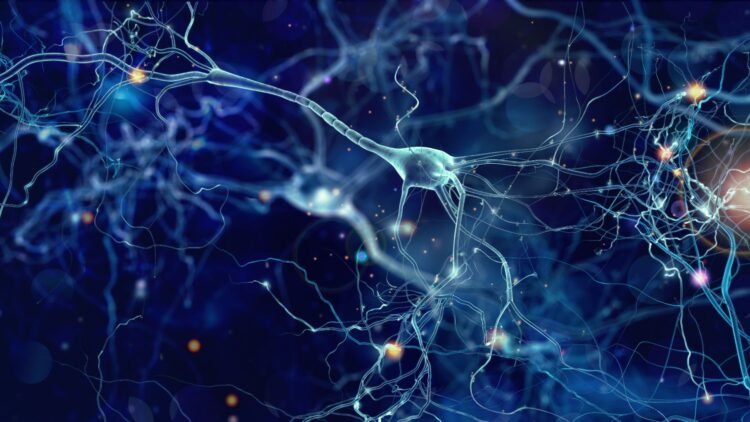 Confirmado: el Hospital del Mar descubre cómo las neuronas almacenan los recuerdos en nuestro cerebro 1 Confirmado: el Hospital del Mar descubre cómo las neuronas almacenan los recuerdos en nuestro cerebro