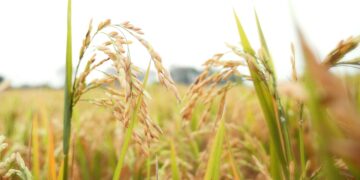 Los agricultores en pie de guerra contra Aldi por culpa del arroz