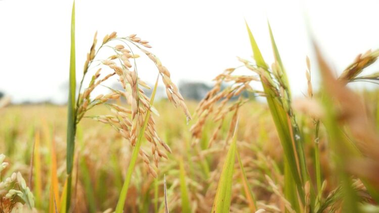 Los agricultores en pie de guerra contra Aldi por culpa del arroz
