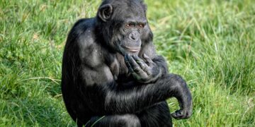 Los chimpancés que crecen en libertad tienen comportamientos humanos