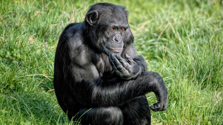 Los chimpancés que crecen en libertad tienen comportamientos humanos