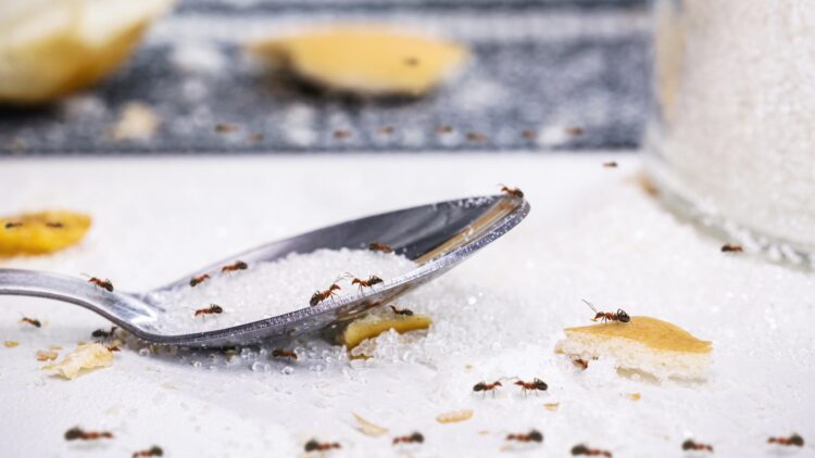 Di adiós a las hormigas y cucarachas