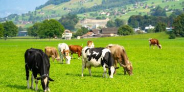 Francia lleva 600 años entregando vacas a España